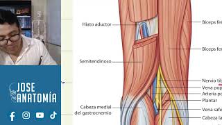 APARATO LOCOMOTOR ANATOMÍA DE MUSLO [upl. by Aluap614]