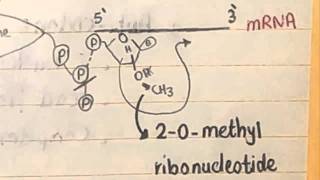 8 CBR mRNA amp tRNA [upl. by Ahsha156]