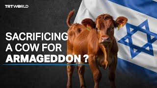 Sacrificing red cows The Jewish prophecy to replace Al Aqsa [upl. by Ahc]