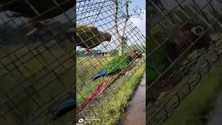 Sale🦜🦜Pineapple corner yellow side corner  Viral video birds minivlog [upl. by Elyag]