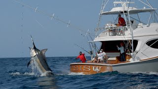 MONSTER Black Marlin Fishing in Panama [upl. by Luttrell321]