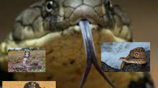 Top 4 Venomous Snakes in India3 Neurotoxic and One Hemotoxic [upl. by Ellehcrad]