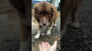 Beautiful Rescued Dog Found Forever Home thekoala doglover animals shorts doglover animallover [upl. by O'Donnell338]