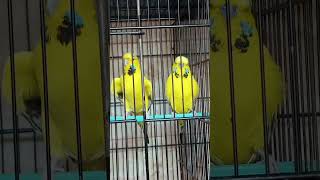 TCB EXIBITION BUDGIE PARROT🦜🪺😍subscribeviralvideotrendingshortsshortvideoforyou [upl. by Trish197]