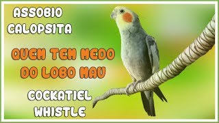 ASSOBIO CALOPSITA  QUEM TEM MEDO DO LOBO MAU  COCKATIEL WHISTLE [upl. by Ahsial]