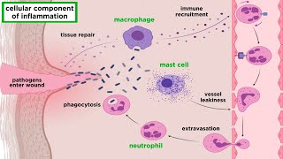 The Inflammatory Response [upl. by Haslam]