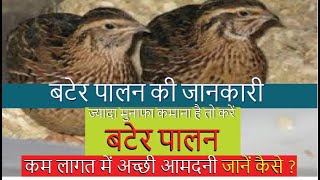 ज्यादा मुनाफा कमाना है करें बटेर पालन How to Quail Farming  Bater Palan  Bater Farming In India [upl. by Eiramasil]