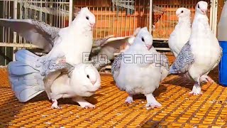 Satinette pigeons breeds  fancy pigeon video  fancy pigeon loft  fancy pigeon farm [upl. by Auqined]