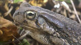 Raucous Toad calling Sclerophrys capensis [upl. by Pooi]