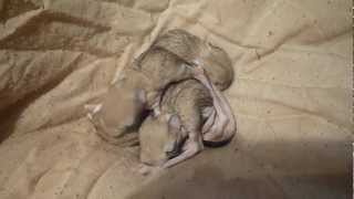 26 days old lesser jerboa quadruplets [upl. by Krug703]