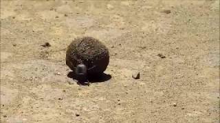 Dung Beetle rolling a dung ball Scarabs are the Strongest insects [upl. by Nic]