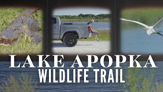 Lake Apopka North Shore Wildlife Drive  Nature Tour [upl. by Dinny693]