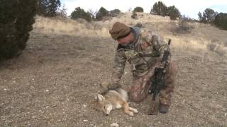 Fred Eichler takes a furred up coyote in Colorado [upl. by Westfahl300]