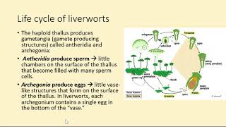 Bryophytes Liverworts [upl. by Erin]