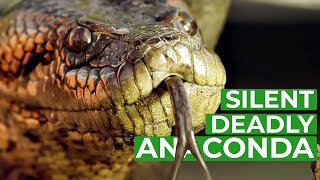 Anaconda  The Silent Killer  Free Documentary Nature [upl. by Pomfret]