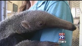 Baby Anteater at the PB Zoo [upl. by Swart188]