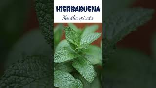 HIERBABUENA  plantas medicine medicinalplants agroecology agriculture agricultura shorts [upl. by Meletius]