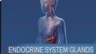 Human Organ System Endocrine system [upl. by Allmon911]