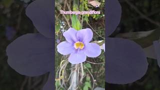 Thumbergia grandiflora 🌿 gardeningflowers flowers garden plants [upl. by Venator]