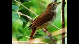 Usignolo in canto Common Nightingale song Luscinia megarhynchos [upl. by Nabatse498]