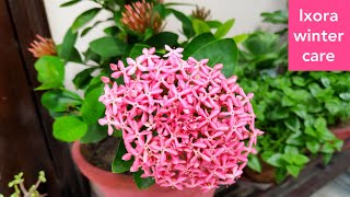 Ixora plant winter care fertilizer सर्दियों में इक्सोरा के पौधे की देखभाल [upl. by Kiki]