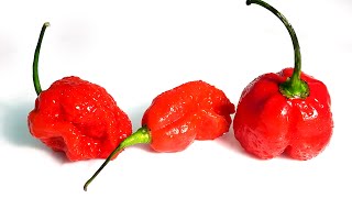 Worlds Hottest Pepper Cant Mold [upl. by Yseulte]