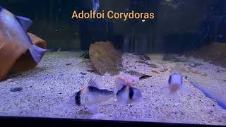 Adolfoi Corydoras snacking [upl. by Suaeddaht]