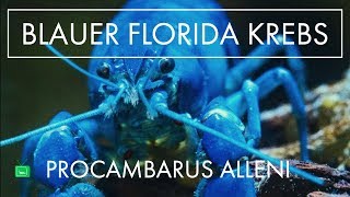 FLORIDA KREBS  Haltung Zucht und mehr  GarnelenTv [upl. by Woo312]