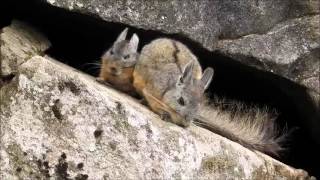 Machu Picchu Viscachas [upl. by Ailongam]