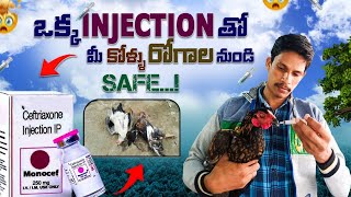 కోళ్ల వైరస్ జాగ్రత్తలు పాటించండి monocef 250 mg injection dexamethasone injection రోగాలకు [upl. by Donald]