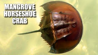 Mangrove Horseshoe Crab Facts the UNKNOWN Horseshoe Crab 🦀 [upl. by Taveda]