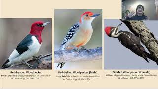 Woodpeckers [upl. by Ylek]