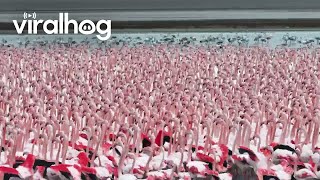 A Flamboyance of Flamingos Gather in Kazakhstan  ViralHog [upl. by Tenay313]