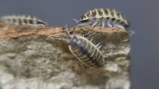 Vlog オルナータニシキオオワラジの観察Porcellio ornatus [upl. by Nawotna]