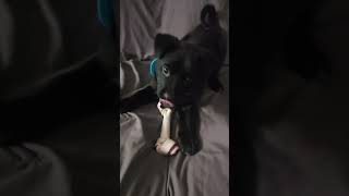 Trying to get his bone puppy labrador [upl. by Ilajna]