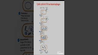 Lytic cycle in Bacteriophage biology microbiology [upl. by Eberhard]