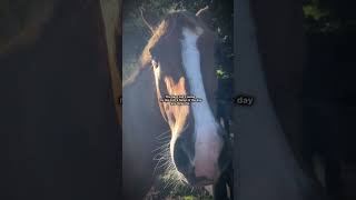 True eckermann eventing popular viralvideo preppy equestrian horsesforlife [upl. by Millman]