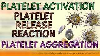 Platelet Activation  Platelet Release Reaction  Platelet Aggregation  Temporary Hemostatic Plug [upl. by Jimmie278]