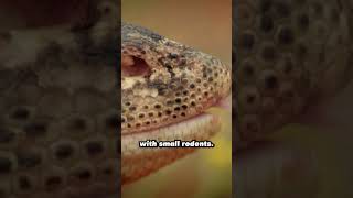 Monitor Lizard Easily Tracks Prey lizard reptile [upl. by Etnad631]