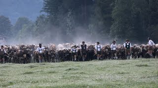 So schön war der Viehscheid in Bad Hindelang 2023 [upl. by Nylirac]