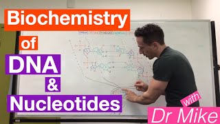 DNA and Nucleotides  Biochemistry [upl. by Korman16]