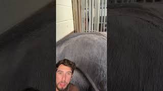 Nunca pensei que cortar pelos de cavalo podia ser um ASMR tão SATISFATÓRIO [upl. by Enitsirhc]