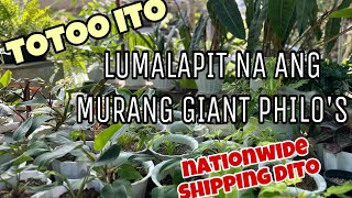 LUMALAPIT NA ANG GIANT PHILOS [upl. by Lienhard]