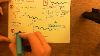 Parkinsons Disease and Antiparkinson Drugs Part 3 [upl. by Aniz]