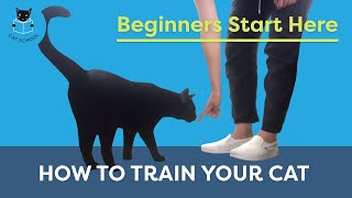 How To Train Your Cat Beginners Start Here [upl. by Atiuqihc]