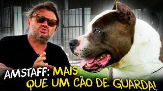 AMERICAN STAFFORDSHIRE TERRIER MAIS QUE UM PITBULL [upl. by Ailero]