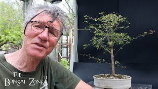 Pruning My Bloodwood Linden and Buckthorn Tree The Bonsai Zone May 2024 [upl. by Brown]