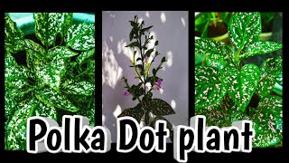 Polka Dot plant care and propagationHypoestes phyllostachya gardening tips amp tricks Malayalam🌿🌿 [upl. by Airitak]