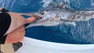 Happy Fisherman EP94 Bermagui Marlin with Dave and Rino [upl. by Hulbert]