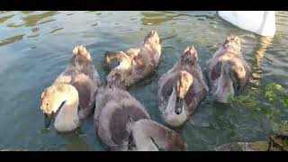 Bedford Park Cygnets  18 July 2024 [upl. by Antony]